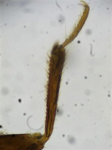 Réf. 298 453 : Xylocoris cursitans